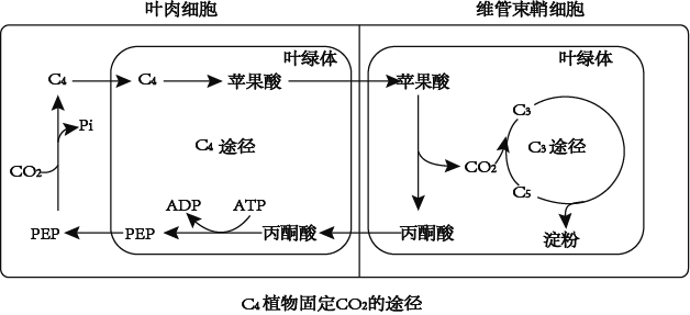 C4途径示意图图片