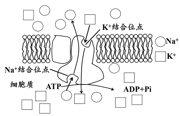 下圖為心肌細胞膜上的鈉鉀泵結構示意圖據圖回答