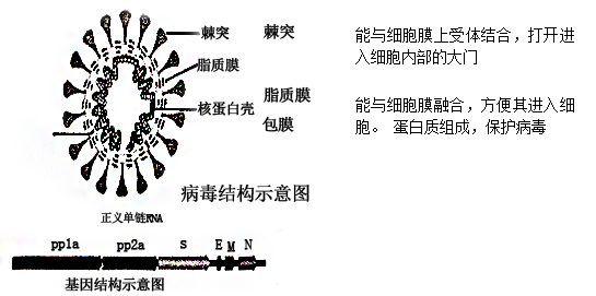 新冠病毒内部结构图图片