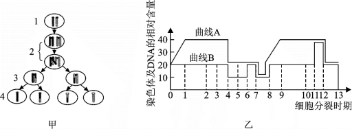 減數分裂過程的圖解乙為某種生物的細胞內染色體及核dna相對數量變化