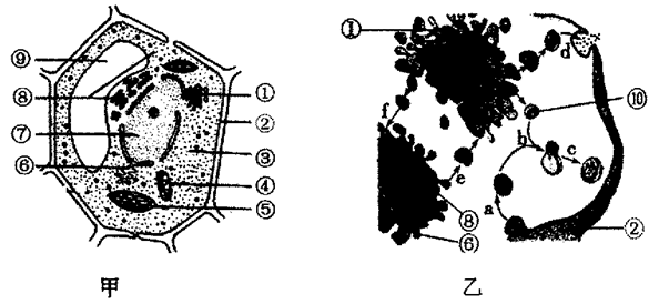 圖甲為植物細胞亞顯微結構模式圖,圖乙為動物細胞部分結構及某些生理
