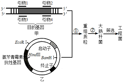 puc質粒載體如下圖所示,目的基因插入到amp或lacz中均會導致相應