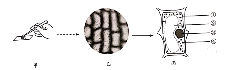 显微镜叶片细胞结构图图片