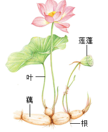 莲花各个部位的图片图片