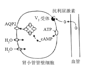 下图是抗利尿激素发挥作用的过程简图aqp2是一种介导水分子被动运输的
