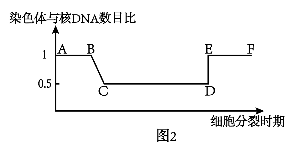 圖2表示該動物細胞分裂不同時期染色體數與核dna數比例的變化關係,請