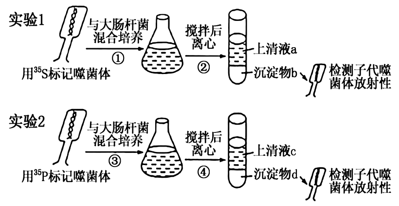 某校生物研究性学习小组模拟赫尔希和蔡斯的噬菌体侵染细菌的实验