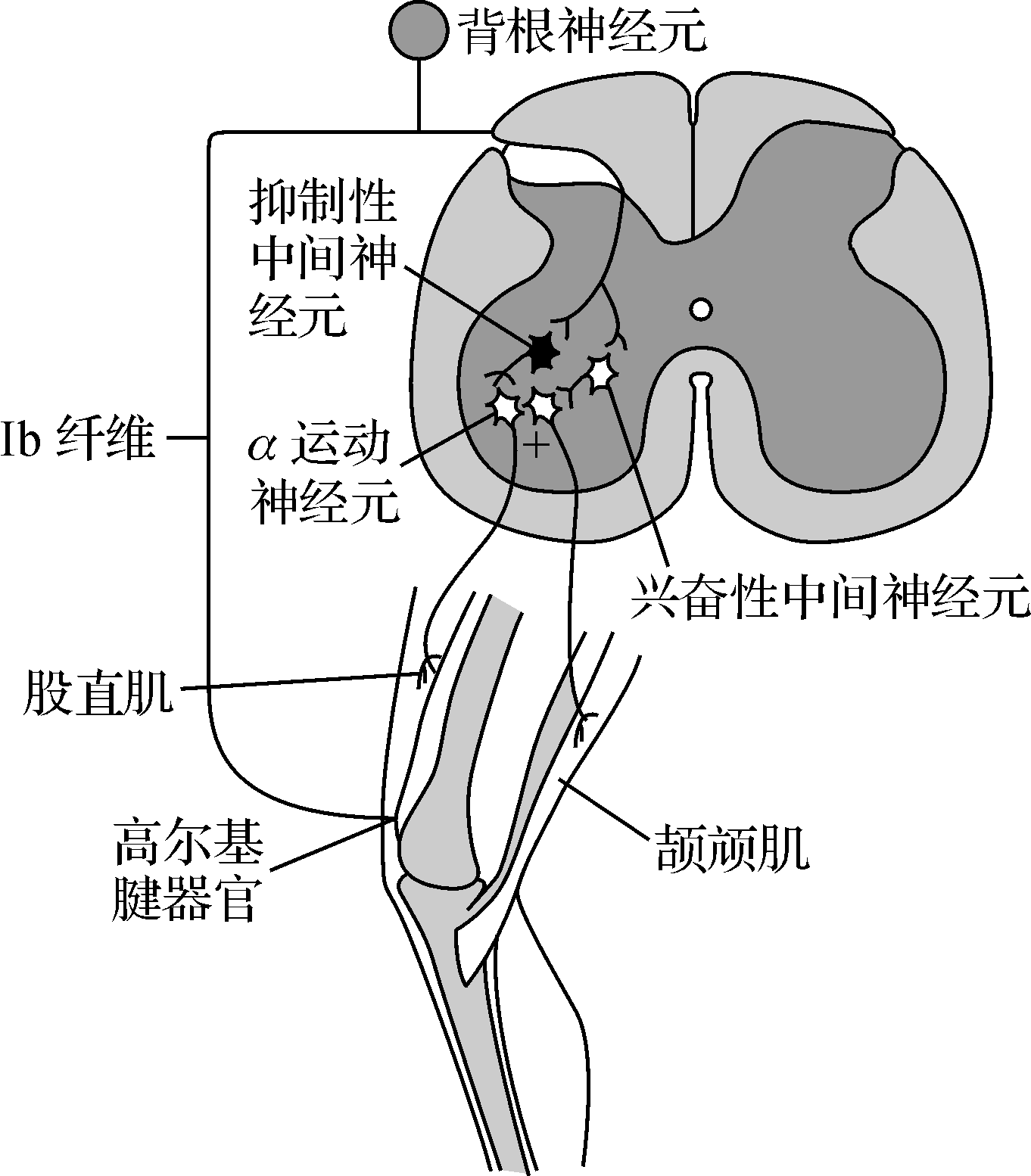 颉颃肌图片