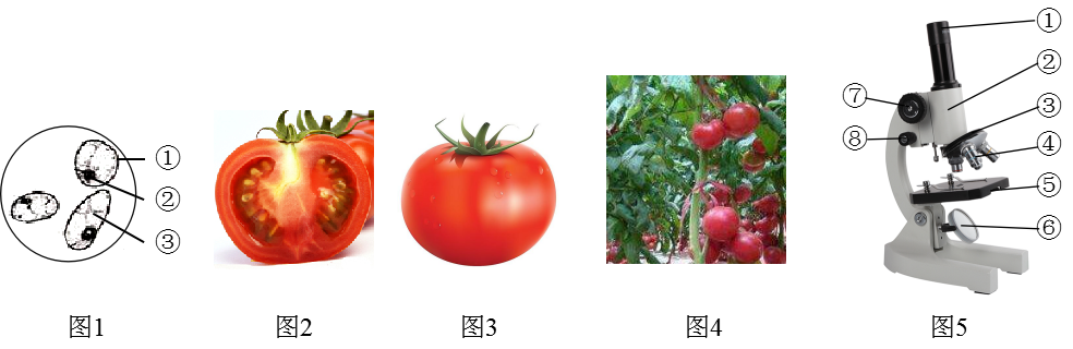 如图为番茄的结构层次示意图请观察和辨析图中的结构名称回答问题