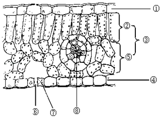 把蚕豆叶的临时切片放到显微镜下观察如图所示①④是表皮属于