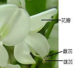 刺槐花结构图片