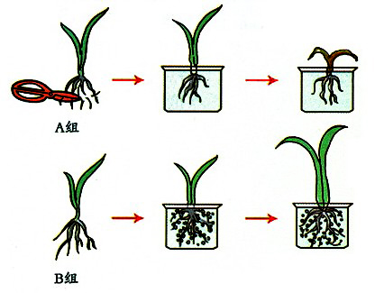 学校科学兴趣小组用小麦幼苗进行了如下实验选取4株生长旺盛带有绿叶
