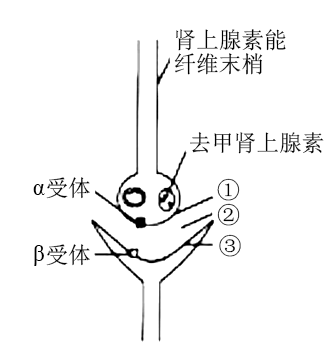 稱之為突觸前受體,其作用在於調節神經末梢遞質的釋放