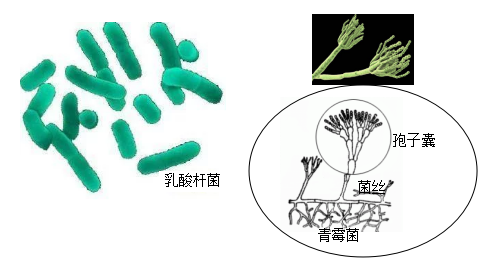 (1)乳酸杆菌与青霉菌相比,细胞结构上的