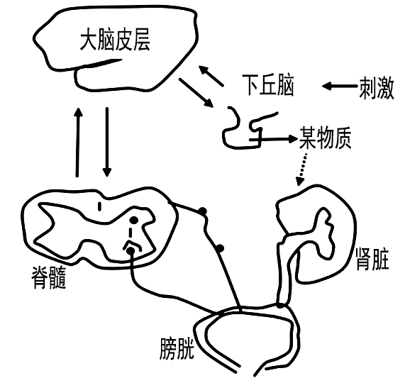 排尿反射的低级中枢在脊髓下图为人体尿液形成与排出的部分调节过程