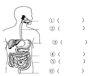 人的消化系统简笔画图片