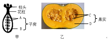 如图所示甲是南瓜雌蕊结构示意图,乙是纵切后的南瓜果实结构示
