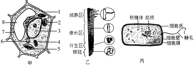 圖甲是植物細胞亞顯微結構模式圖,圖乙是小麥根尖結構模式圖,圖丙為某