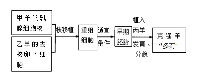 第2節動物細胞工程第3課時動物體細胞核移植技術和克隆動物