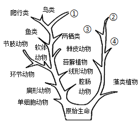 研究生物進化的直接證據是化石證據d.