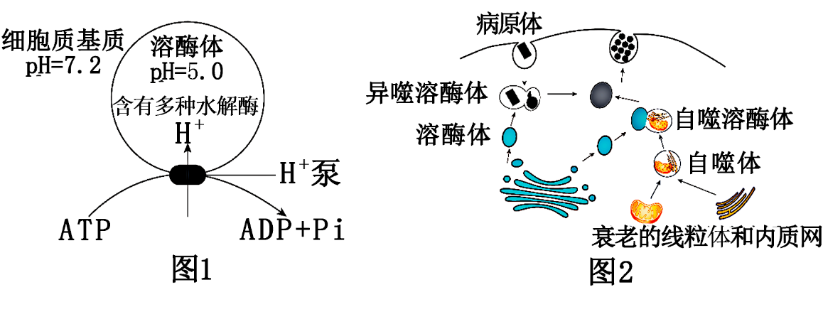 溶酶体图片 手绘图图片