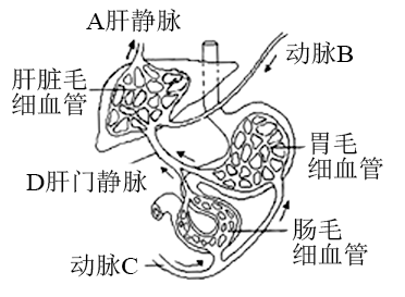 下图表示哺乳动物部分消化道和肝脏部位血液循环回答下列问题