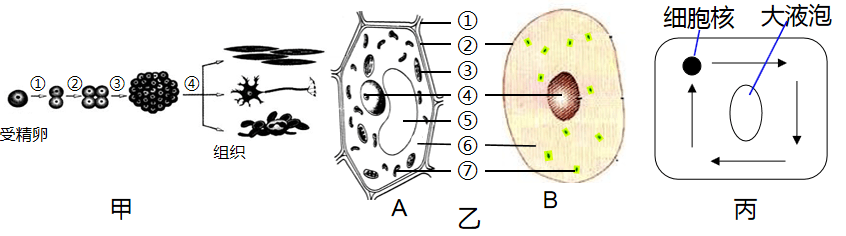 乙圖是動物細胞,植物細胞對比圖,丙圖是某細胞結構簡圖,請回答以下