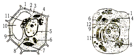 如圖為動植物細胞的亞顯微結構模式圖其中數字代表不同的細胞結構下列