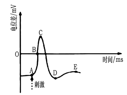 已知圖中d點的膜電位與鈉鉀泵(能將鈉離子泵出細胞,同