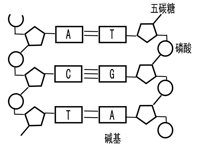 五碳糖结构图碳的序号图片