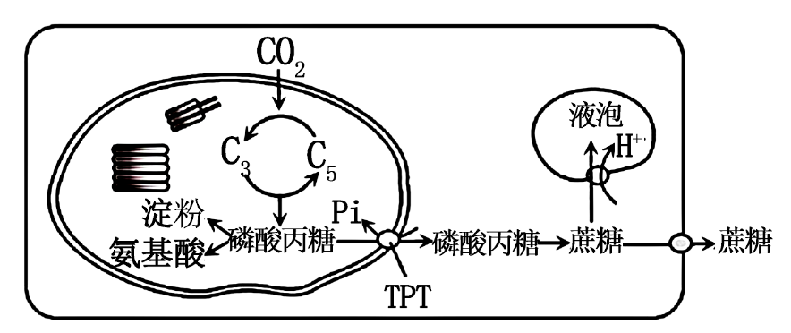 下图为光合作用暗反应的产物磷酸丙糖的代谢途径磷酸丙糖转移蛋白tpt