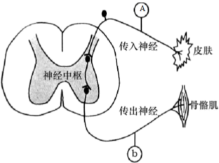 高中生物綜合庫 分子與細胞 細胞的分子組成 生命活動的主要承擔者