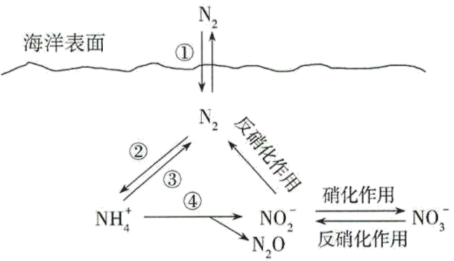 海洋氮循环图片