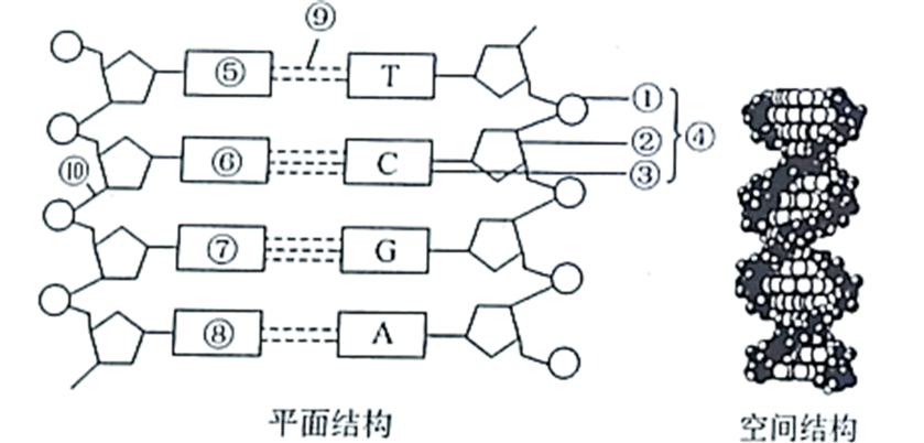 基因位於染色體上 薩頓的假說【推薦1】下圖分別是dna分子的平面結構