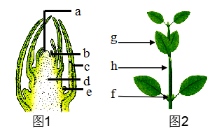 植物芽的结构示意图图片