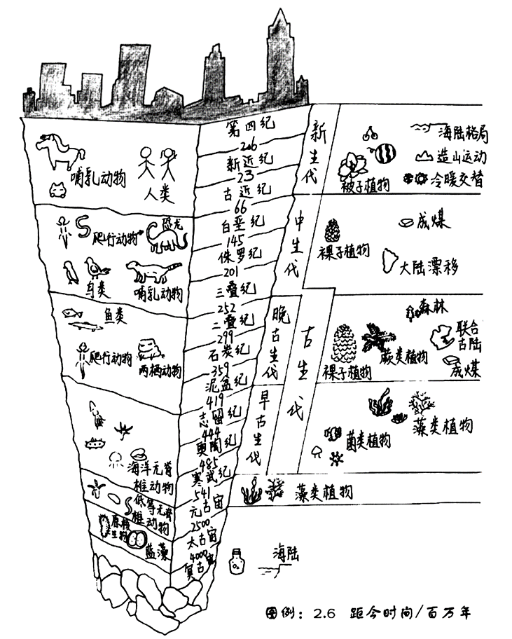 中华龙鸟化石,发现于我国辽宁省西部含有火山灰的湖