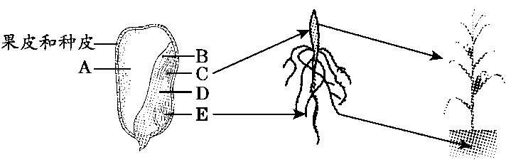 下圖為菜豆種子和玉米種子的結構,據圖分析回答下列問題.