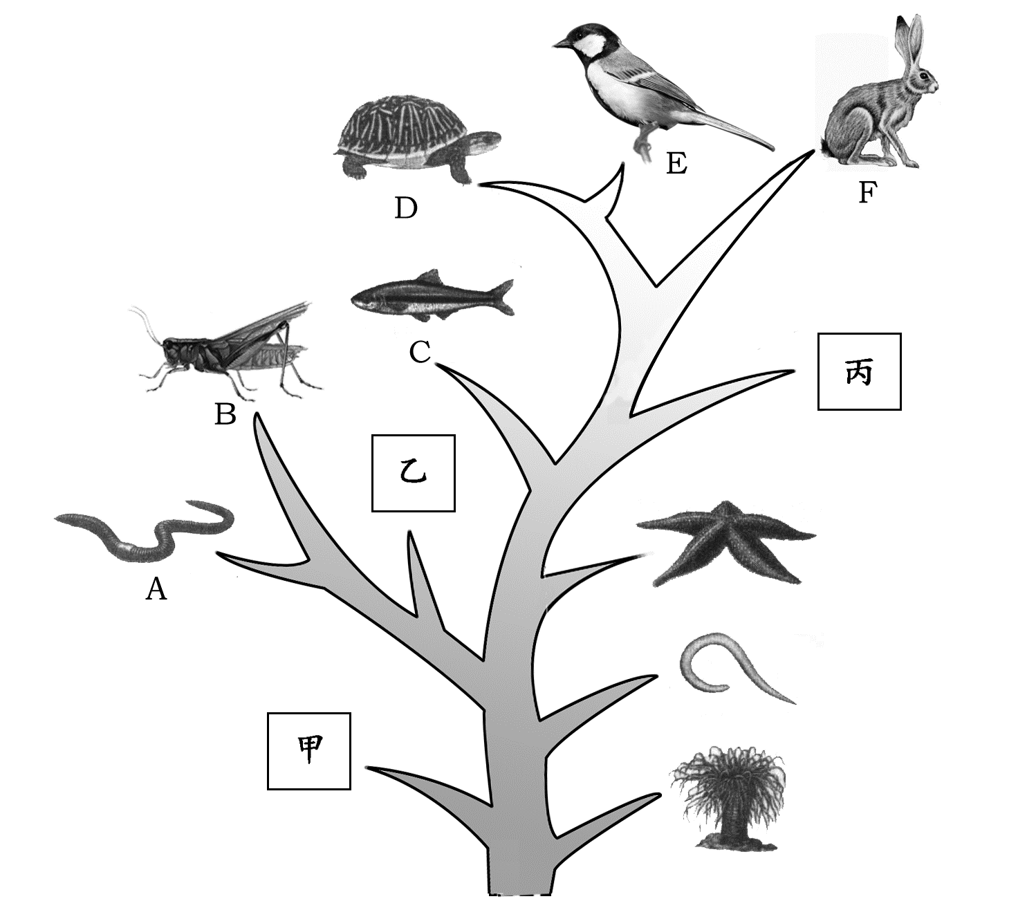 生物进化树 古生物图片