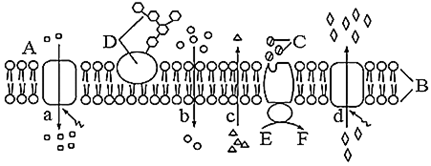 物质通过d过程出细胞时,相应蛋白质的空间结构会发生改变
