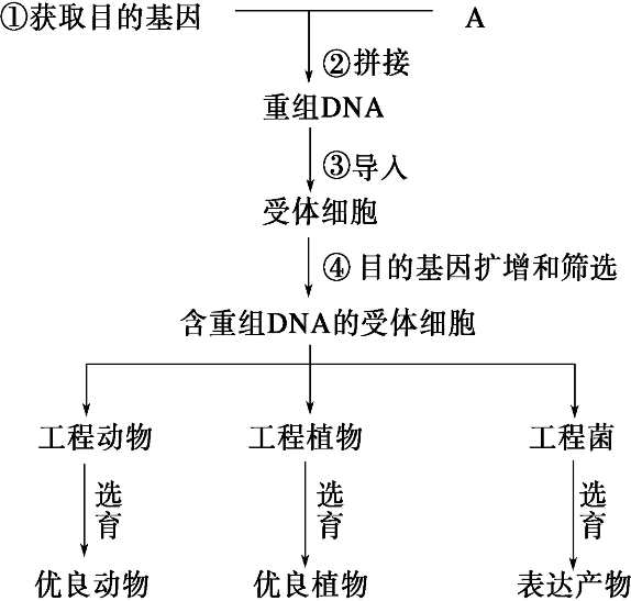 基因重组过程图及图解图片