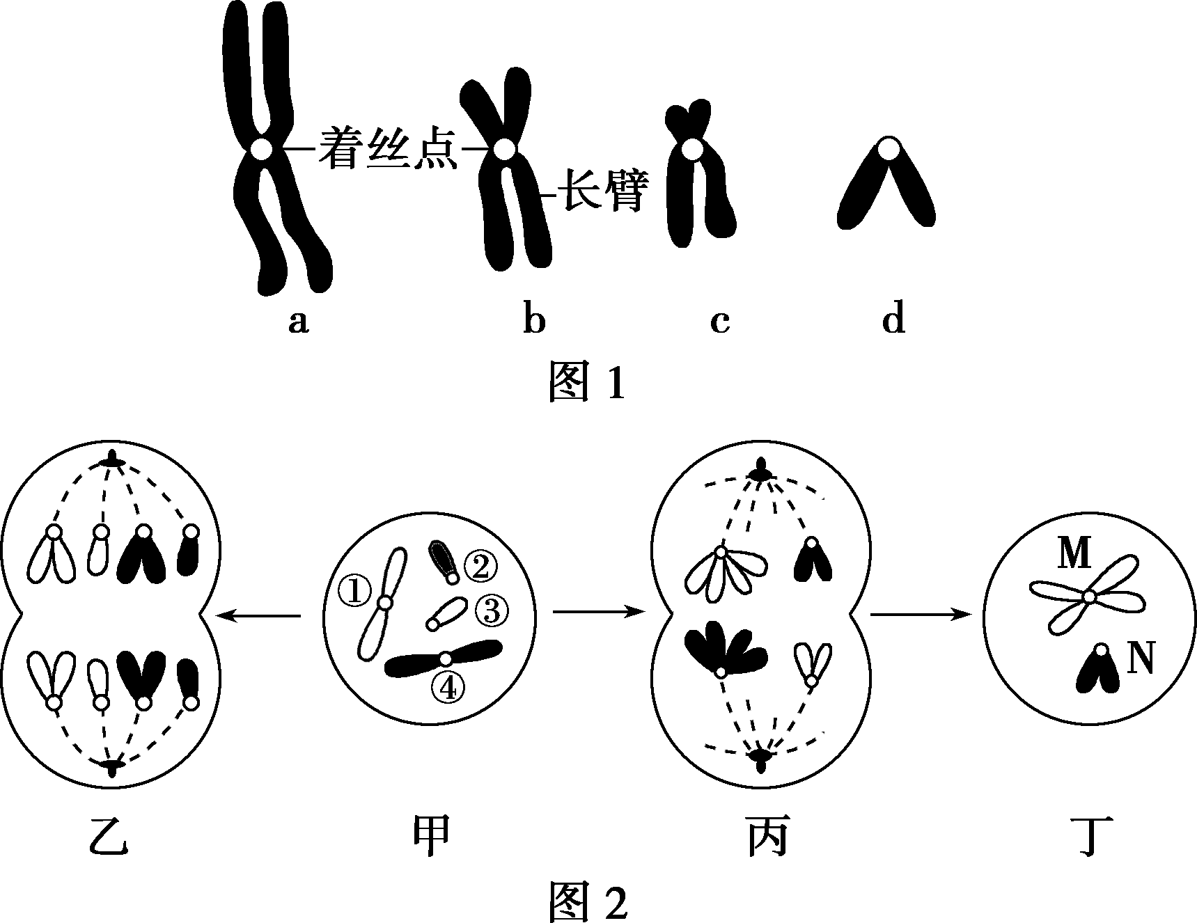 染色体依着丝点的位置可以分为中着丝点染色体近中着丝点染色体近端着