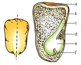 绿豆种子内部结构图片
