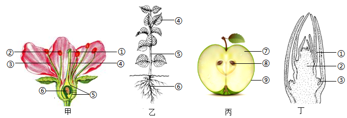 杏花的结构示意图图片