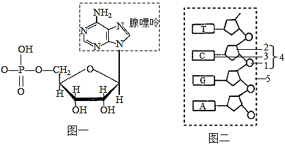 氨基酸的结构及种类(1)已知图一分子结构式的右上角为腺嘌呤,该核苷酸
