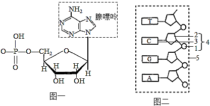 氨基酸的結構及種類(1)已知圖一分子結構式的右上角為腺嘌呤,該核苷酸