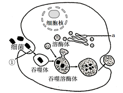 吞噬細胞屬於第二道防線,不參與特異性免疫c.人體免疫第