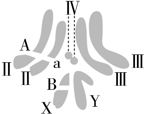 染色体被标记问题图解图片