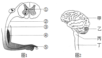 蜷缩反射图片