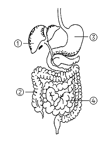 图是人体消化系统的部分结构示意图图①所指的器官其功能主要是