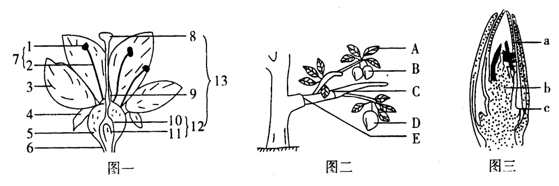 如圖,為葉芽的結構(縱切)圖,請據圖回答問題.